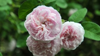 ‘Great Maiden’s Blush’ Rose Overview. Close-up of a blooming cluster of delicate, blush-pink flowers and dark green, oval-shaped leaves.