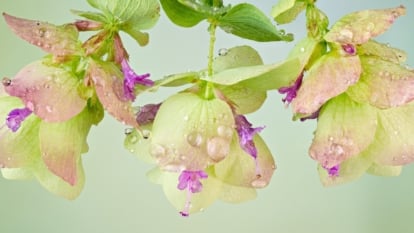 'Kent Beauty' Ornamental Oregano presents cascading stems with silver-green foliage, highlighted by graceful, pendulous clusters of pinkish-purple bracts and tiny flowers adorned with drops of water on a rich green background.