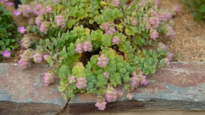 The 'Kirigami' Ornamental Oregano presents compact, trailing stems adorned with small, ovate leaves tinged with purple, and clusters of tiny, pink to lavender flowers.