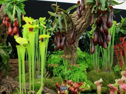 700+ Species of Carnivorous Plants