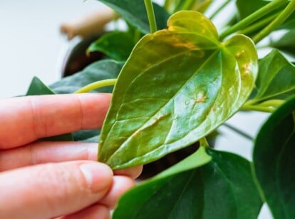 A close-up of a person's hand delicately holding the tip of a leaf from a houseplant. The leaf exhibits signs of distress with prominent yellowing and subtle brown spots.