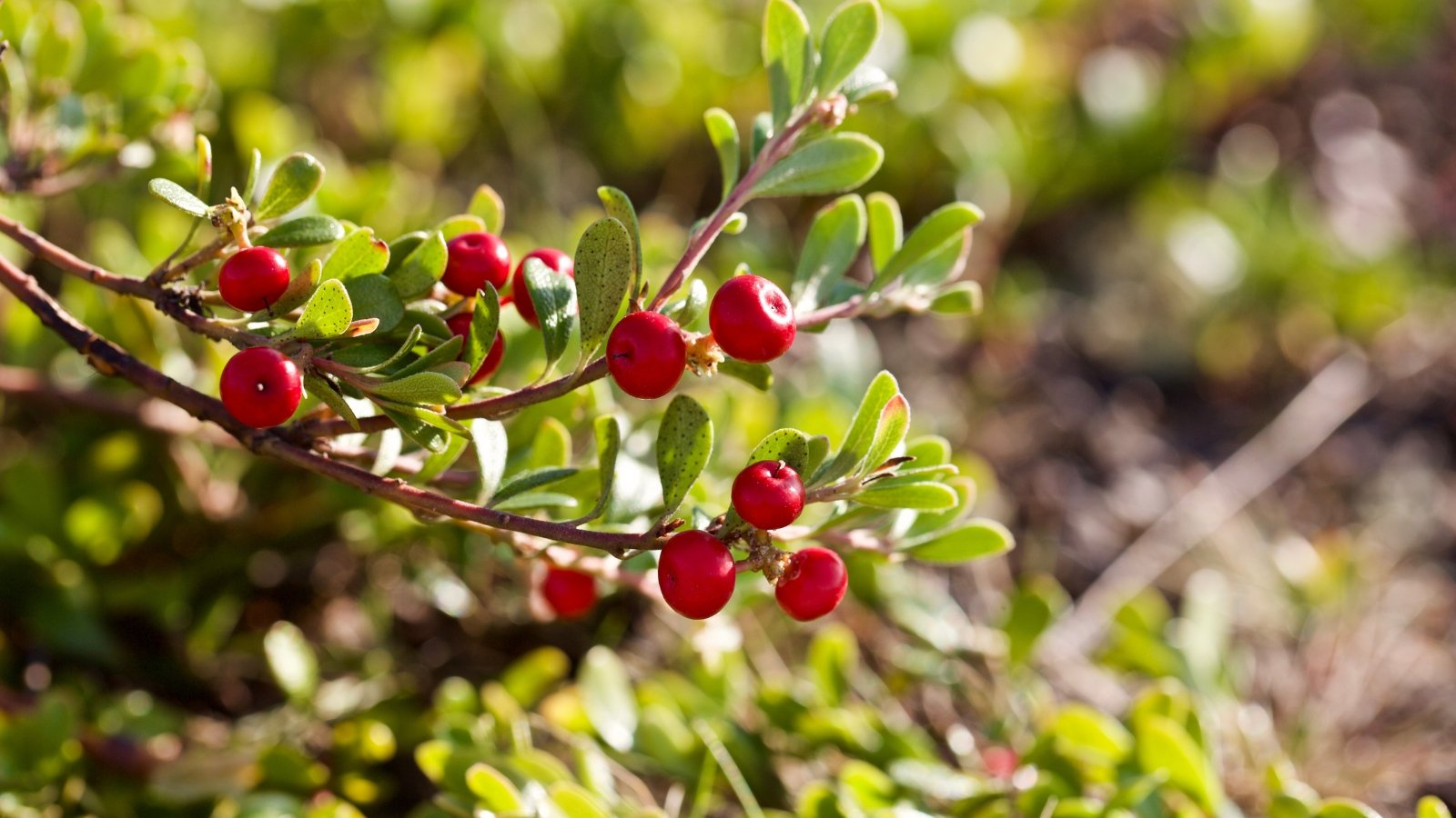 A branch of bearberry shrub, leaves vibrant in sunlight, adorned with red berries, stands against a backdrop of blurred foliage, capturing nature's intricate beauty in a close-up composition.