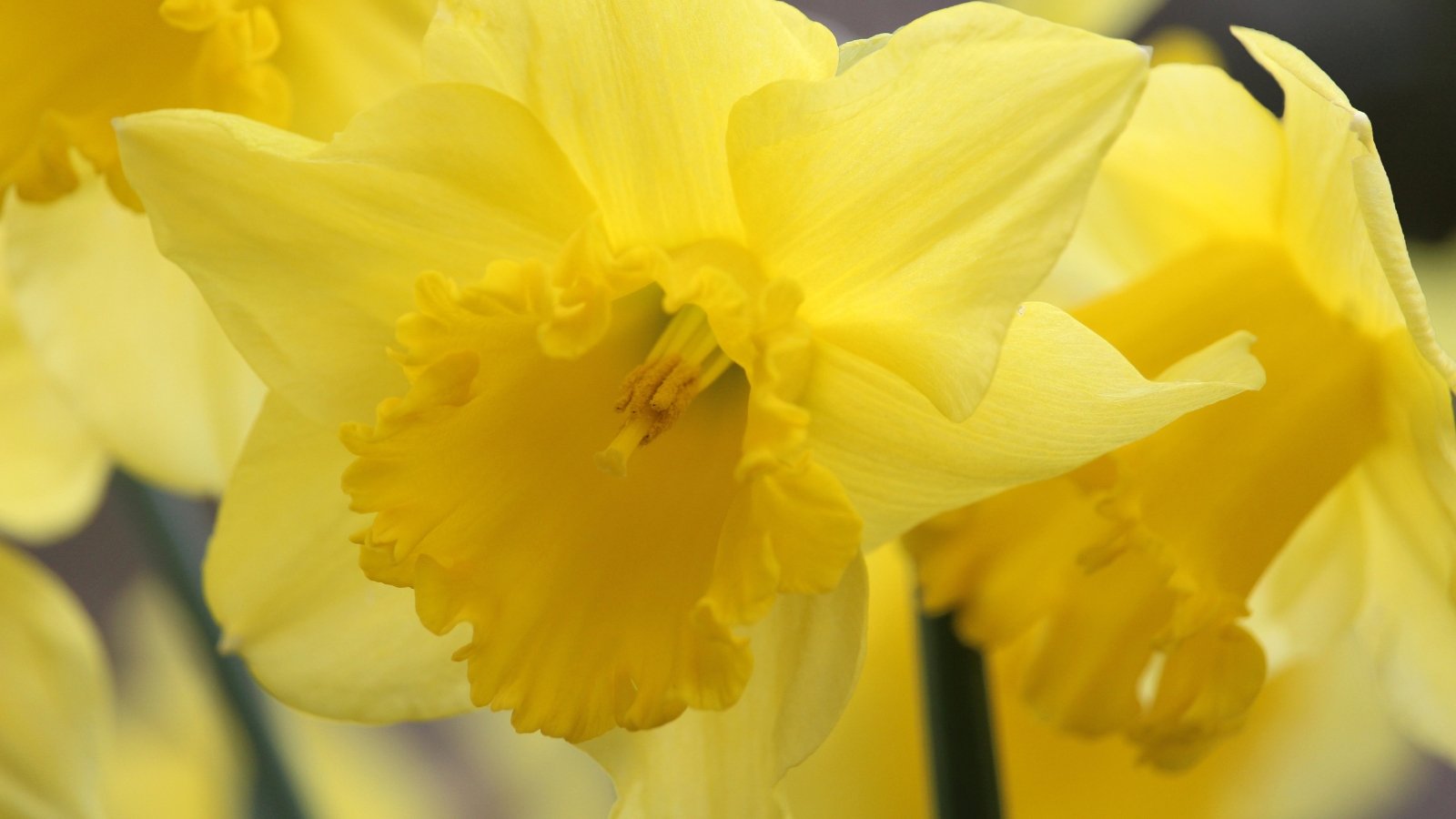  A close-up reveals the vibrant yellow petals of the King Alfred daffodil, adorned with a delicate trumpet-shaped corona. Each petal displays a subtle gradient, from pale lemon near the base to a rich golden hue at the edges, creating a stunning contrast against the verdant backdrop.