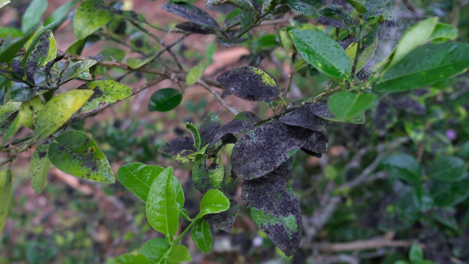 A close-up reveals a black sooty mold coating on lime leaves, starkly contrasting against the vibrant green. The mold's dark hue obscures the leaf's natural color, spreading in intricate patterns across the surface, indicative of infestation.