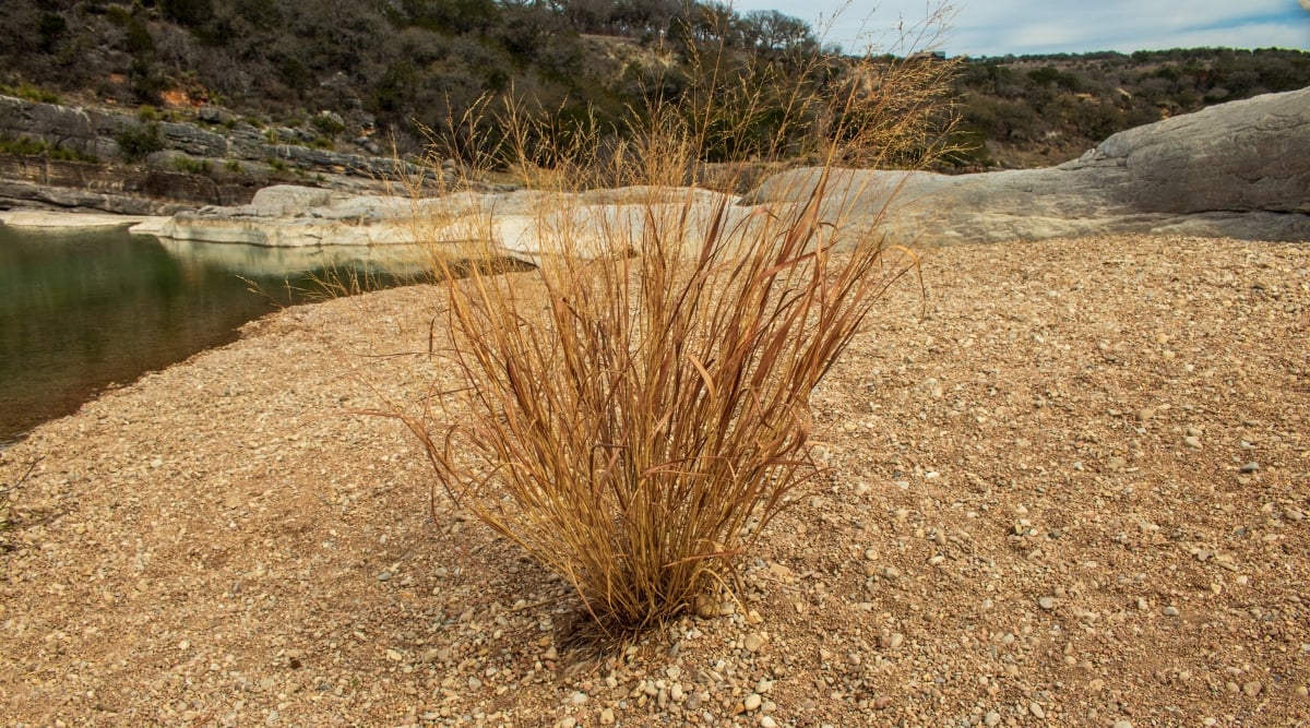 A picturesque valley showcases a thriving cluster of brown little bluestem grass that creates a warm, earthy ambiance. Just beyond the grass, a serene lake reflects the surrounding landscape.
