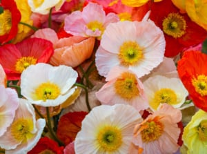 A vibrant bouquet of poppies showcases a kaleidoscope of colors, encircling a radiant yellow center. Each petal unfurls in delicate layers, a harmonious blend of pale pink, white, red, orange, and golden yellow.