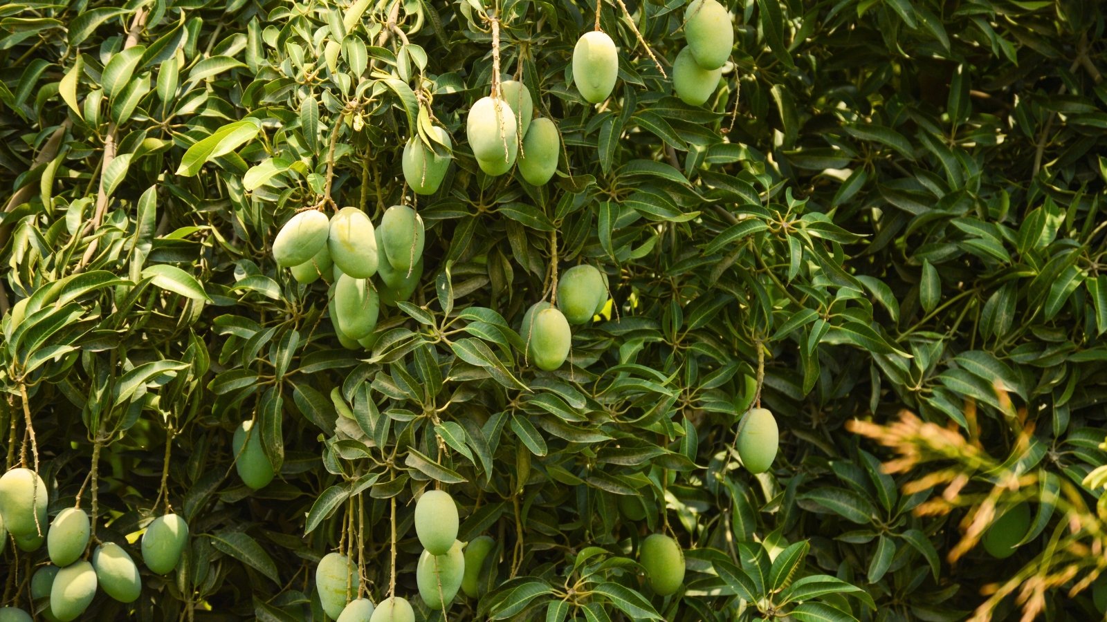 In close-up, the mango tree reveals its lush canopy adorned with glossy, dark green leaves, interspersed with clusters of vibrant, green-yellow fruits hanging gracefully from the branches.