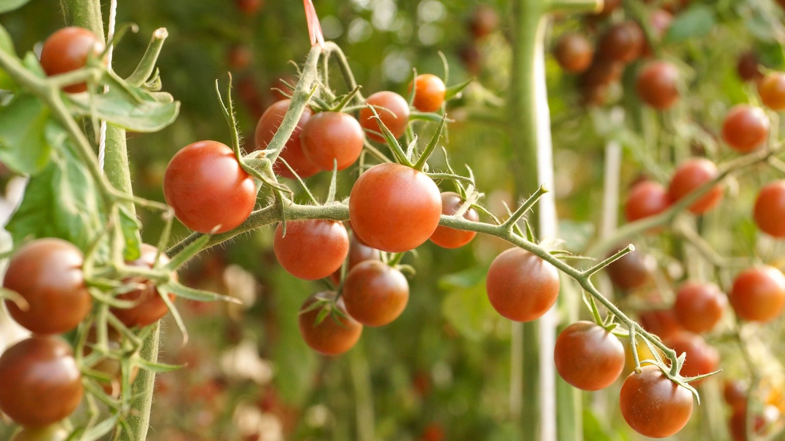 Several ripe 'Chocolate Cherry' tomatoes, their glossy red skins catching the sunlight as they hang in clusters from the vine.