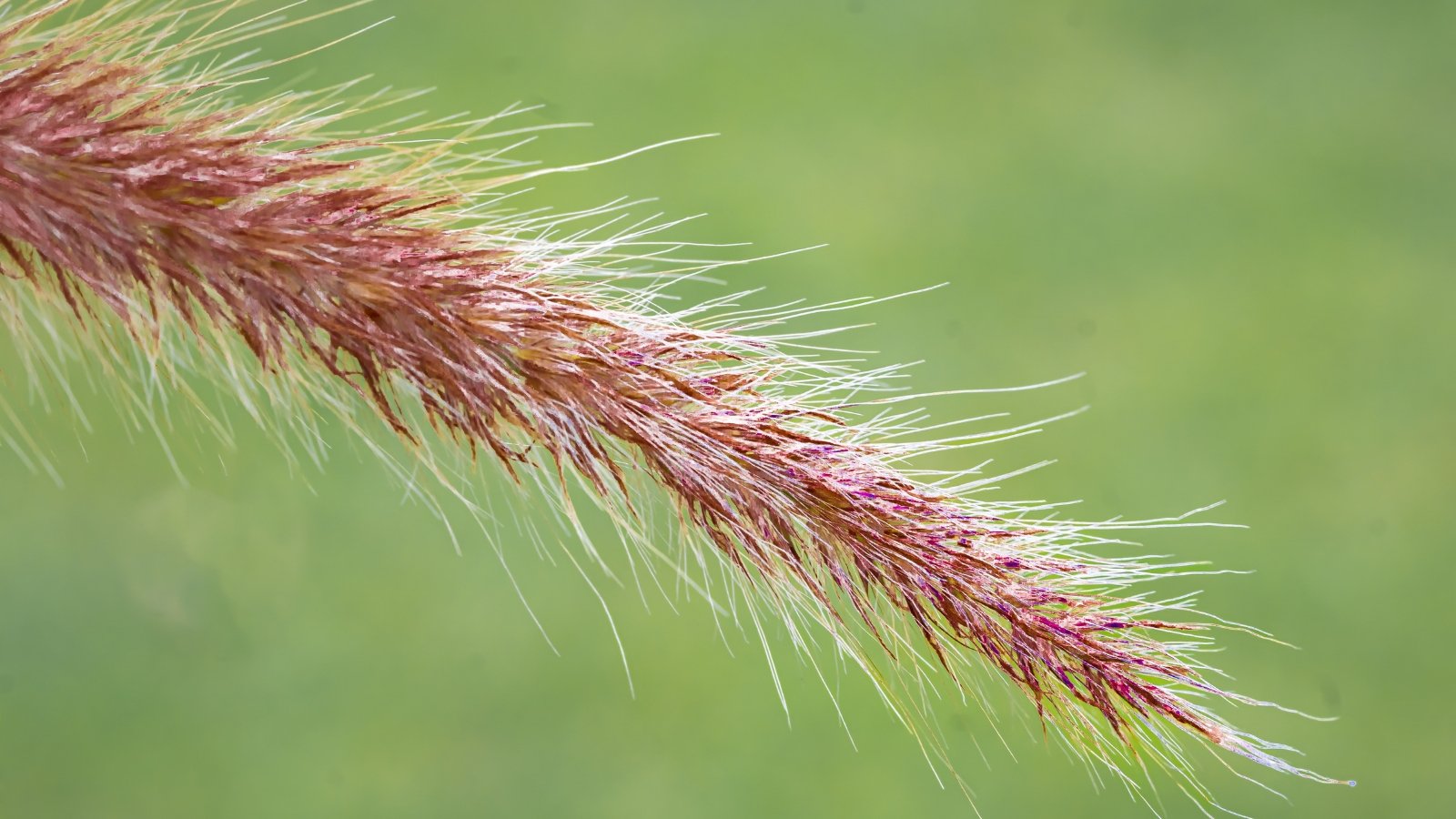 A close-up of a brown flower spike, showcasing its intricate spiky texture against a blurred green background.