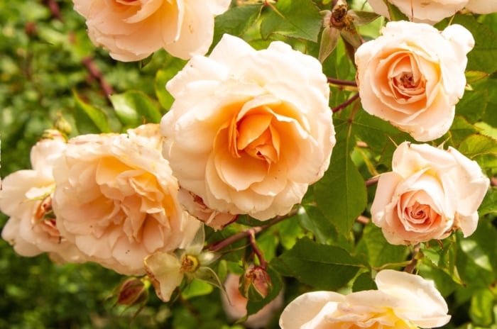 A close-up of peach roses, their delicate petals unfurling in exquisite detail. Against a lush green backdrop, the leaves provide a natural contrast, accentuating the warmth of the floral arrangement.