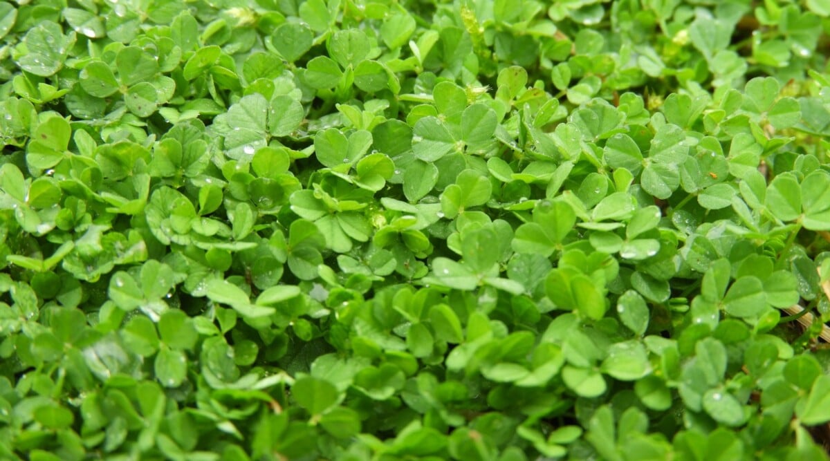 A close-up of a microclover lawn revealing the intricately patterned microclover leaves. They are small and delicate, with a vibrant green color, creating a lush and dense ground cover.