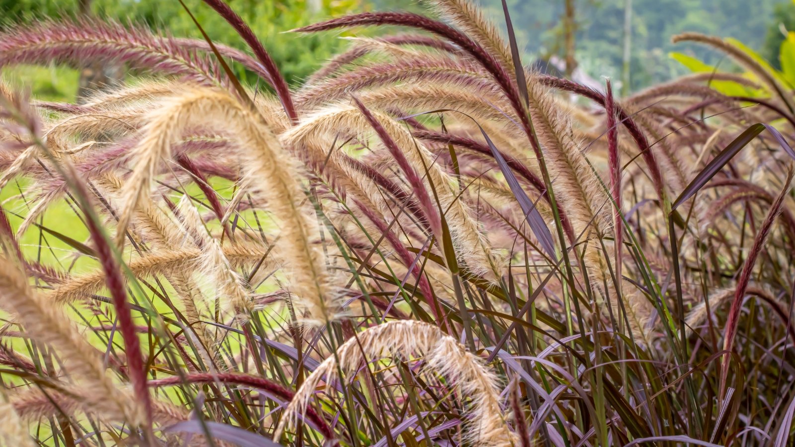 The purple, slender foliage  showcases purple hues, while its distinctive brown spike flowers provide contrasting texture, creating a captivating visual display.