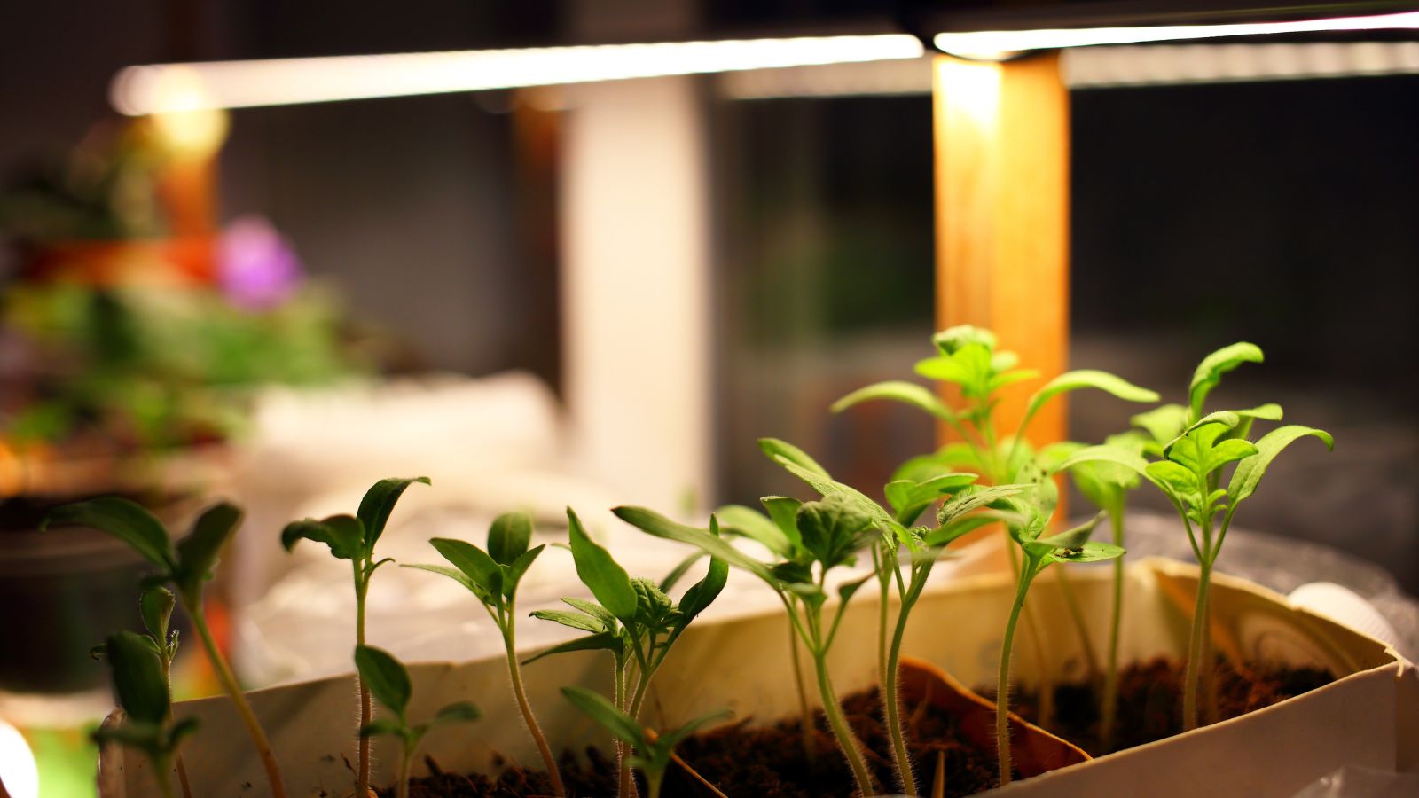 A close-up shot of sprouting plants placed in a white container under a grow light in an area indoors
