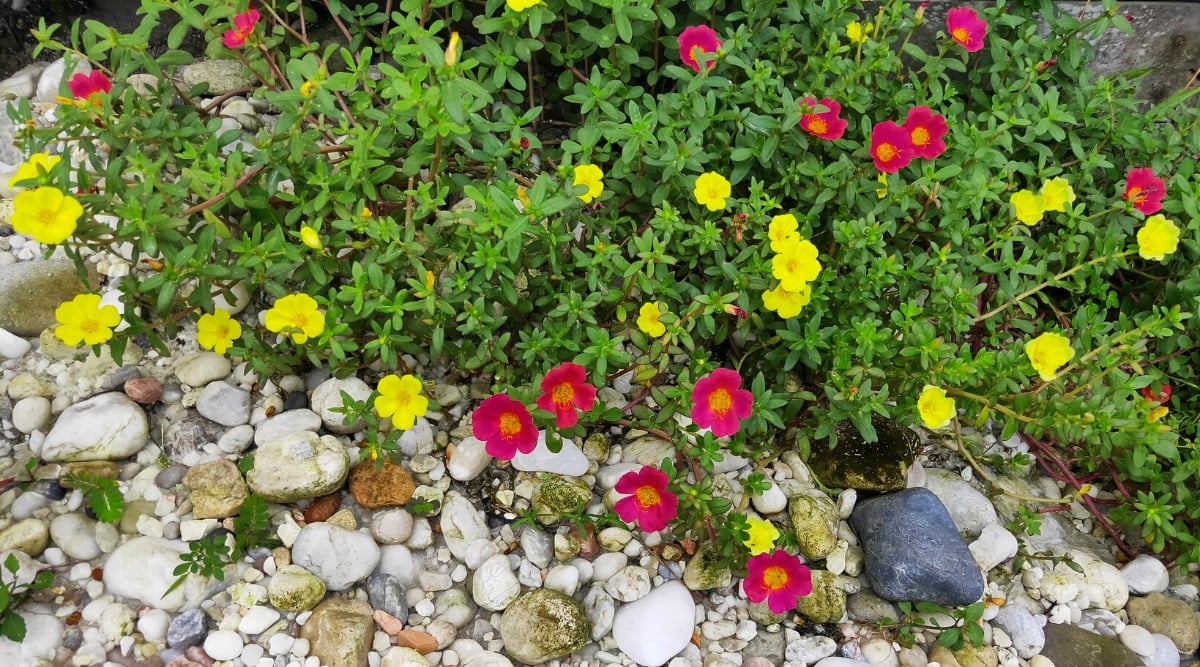 A cluster of vibrant pink and sunny yellow portulacas blooms brightly in harmony. Lush green leaves envelop the portulacas, providing a striking contrast. Set against a rugged terrain of assorted rocks, these enchanting portulacas create a serene oasis.