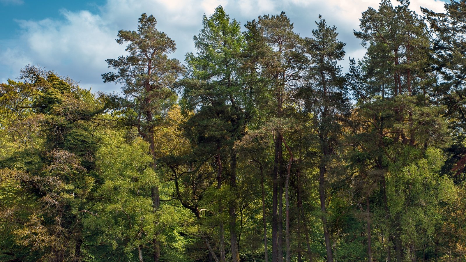 A dense canopy of deciduous trees fills the frame, their vibrant green leaves shimmering in the sunlight, contrasting against the clear blue sky in the background, evoking a sense of tranquility and natural beauty.