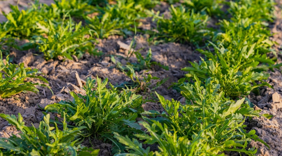 Close-up of a field of arugula plants ready for harvest. The foreground shows a dense cluster of deep green, lobed leaves with some lay flat, while others stand upright, creating a textured surface. The dry soil is visible in patches, its light brown color contrasting with the vibrant green of the leaves.
