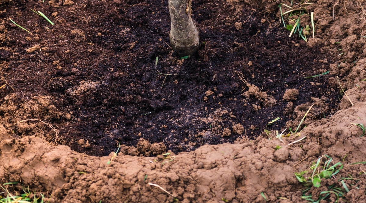 A sturdy pecan stem firmly anchored in rich black soil. The luscious black soil forms a defined circular patch, starkly contrasting with the surrounding brown, muddy soil.