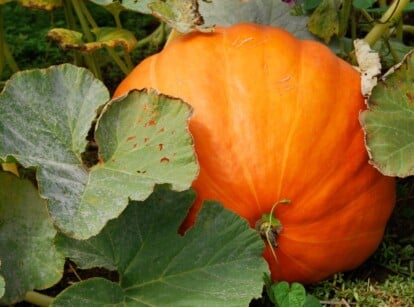 A giant orange pumpkin rests on the ground, its size and vibrant hue drawing attention. Surrounding the pumpkin, lush green leaves sprawl outward, contrasting beautifully with the pumpkin's rich color.