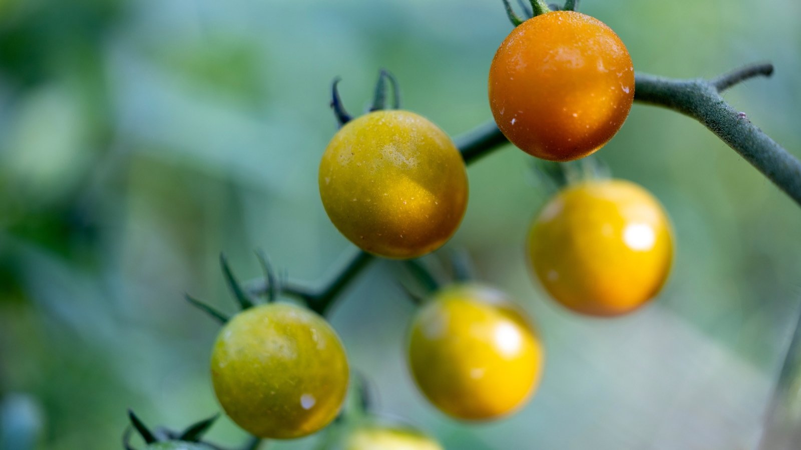 Ripe 'Sun Gold' tomatoes dangle vibrantly on the vine, their golden-orange hues catching the sunlight.