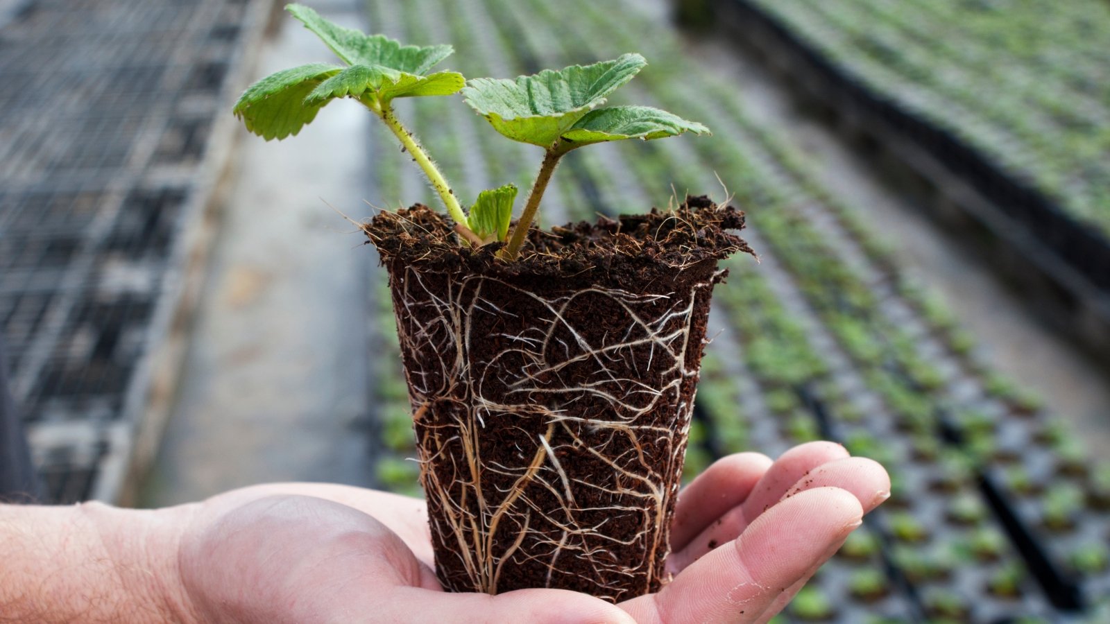 A hand gently cradles a strawberry plug plant, promising future fruitfulness. In the backdrop, orderly rows of black seedling trays stretch into the distance, each harboring the potential of a thriving garden.