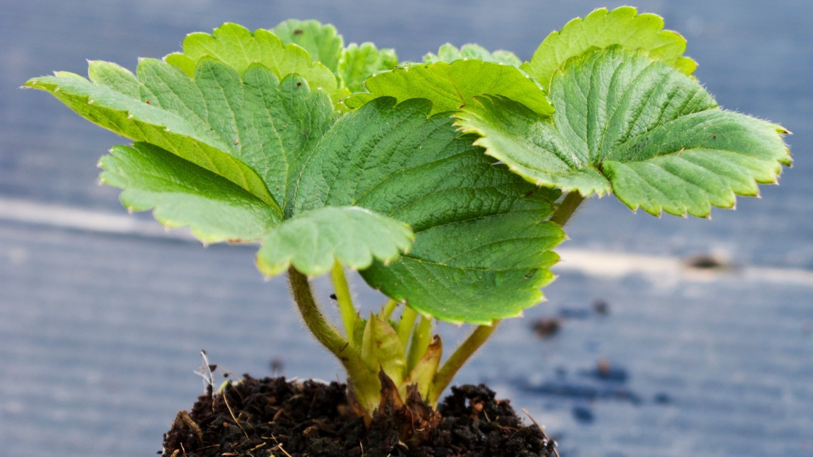 A close-up of a strawberry plug plant showcases green leaves with intricate veins, suggesting robust growth. The serrated edges of the leaves imply readiness for photosynthesis, promising healthy development and eventual fruit-bearing.