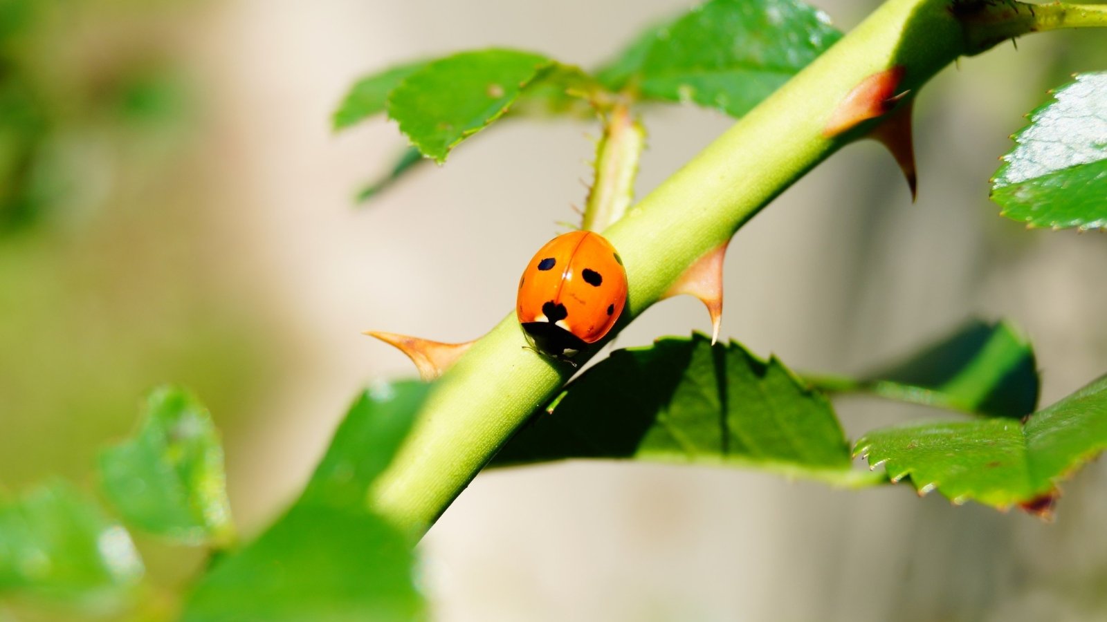 A ladybug perches on a thorny rose stem, basking in sunlight, while vibrant green leaves surround it, creating a picturesque scene of nature's beauty and harmony.
