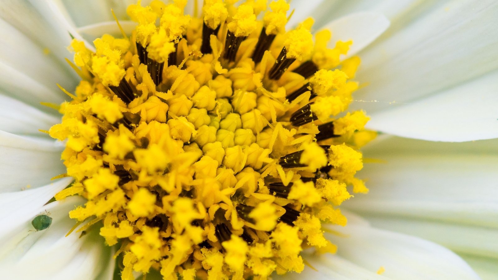 A close-up of a white cosmos flower with a vibrant yellow center, highlighting a small green aphid perched delicately on one of its petals.