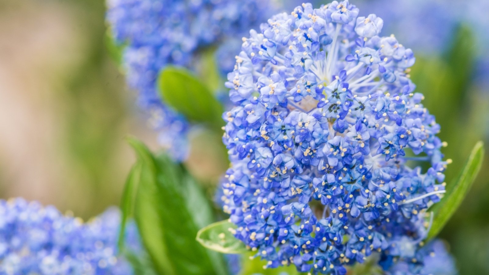 A close-up of a California lilac blossom, delicate petals bathed in soothing baby blue tones, evoking serenity and tranquility, a gentle whisper of nature's grace captured in delicate hues.