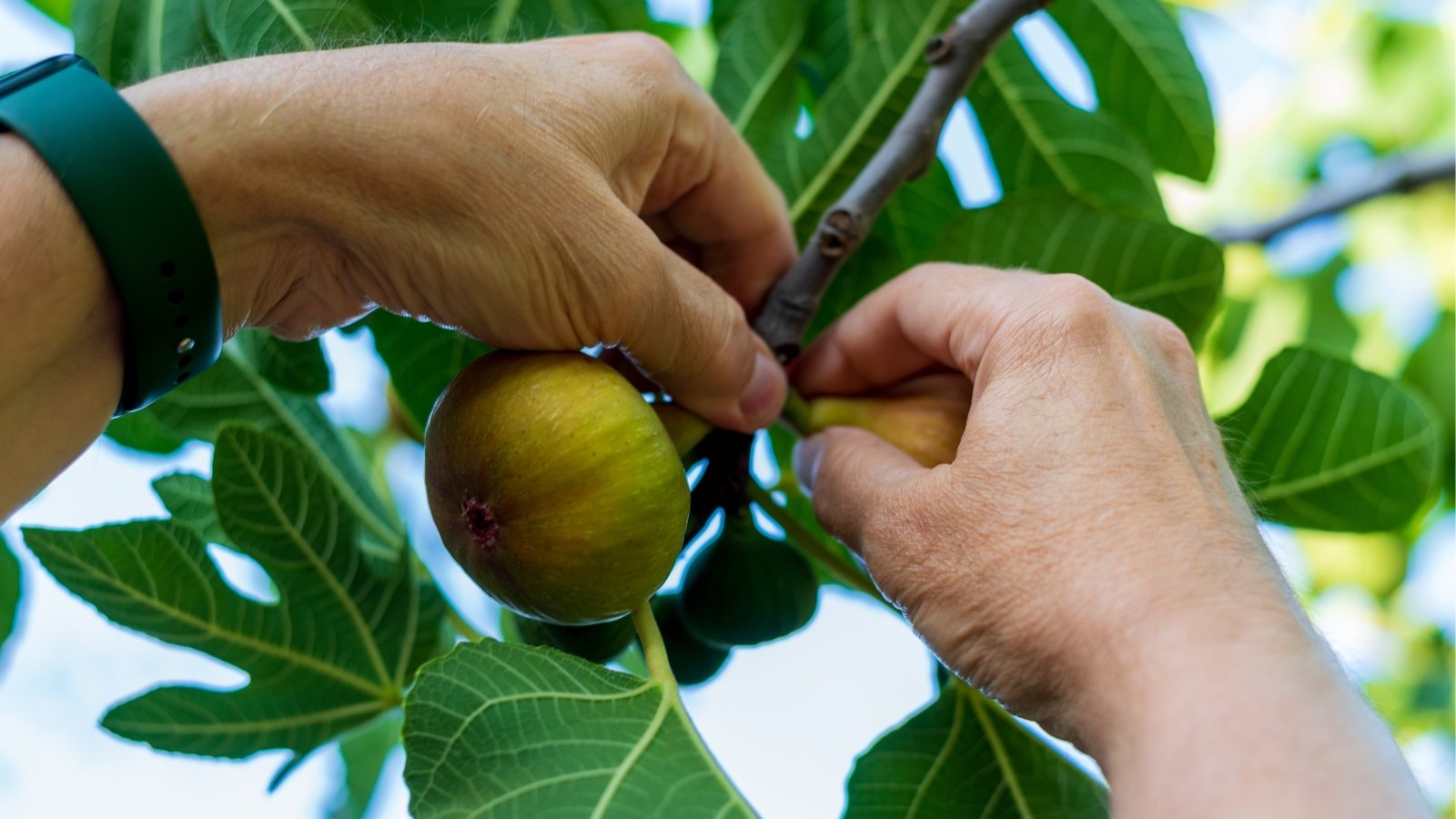 Two hands gently harvest a ripe fig from a lush tree, fingers delicately grasping the fruit. Surrounding the scene are lush green leaves, hinting at the vibrant ecosystem supporting the succulent fruit hanging nearby.