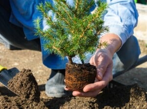 A gardener delicately holds an uprooted small conic spruce seedling with vibrant green leaves. The roots are carefully exposed, ready for planting. He wields a small shovel filled with rich, brown soil, preparing to nestle the plant into the earth.