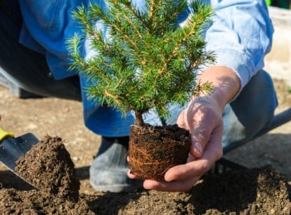 A gardener delicately holds an uprooted small conic spruce seedling with vibrant green leaves. The roots are carefully exposed, ready for planting. He wields a small shovel filled with rich, brown soil, preparing to nestle the plant into the earth.