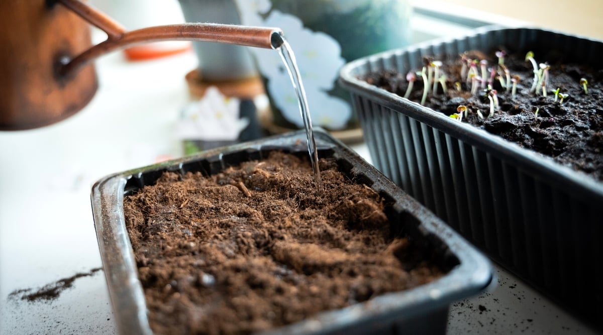 A brown metallic watering can pours a gentle stream of water into a rectangular plant tray. The water trickles gracefully, nurturing the soil within. A rectangular tray sits adjacent, holding vibrant green seedlings. 
