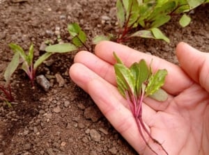 A person's hand holding a young developing plant that shows what to do thinned seedlings