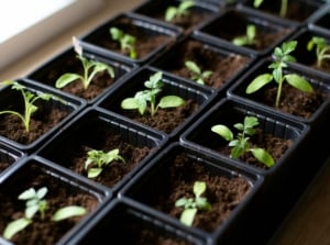 A shot of a tray with developing plants that shows when plant out seedlings