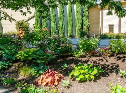 A shot of several developing plants and flowers on a sensory garden
