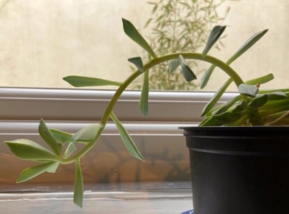 By the window, a black-potted succulent thrives with leggy leaves, reaching out in luscious green hues. The foliage sprawls gracefully, cascading in an intricate pattern, adding an elegant touch to the room's ambiance.