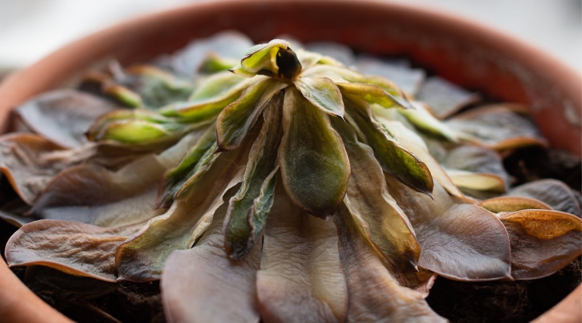 A close-up reveals a wilted, pale green succulent with drooping leaves, struggling in a small, weathered terracotta pot. The once vibrant plant now displays signs of dehydration, its wrinkled, parched foliage suggesting a lack of moisture.
