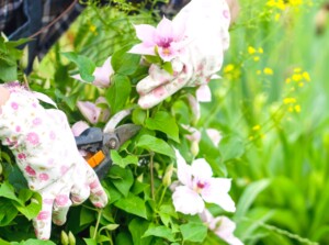 A pair of gloved hands carefully trim a vibrant clematis plant with a sharp pruning shear, ensuring its healthy growth and shape. The foreground showcases stunning clematis flowers in full bloom. In the blurred background, tall grasses sway gracefully.