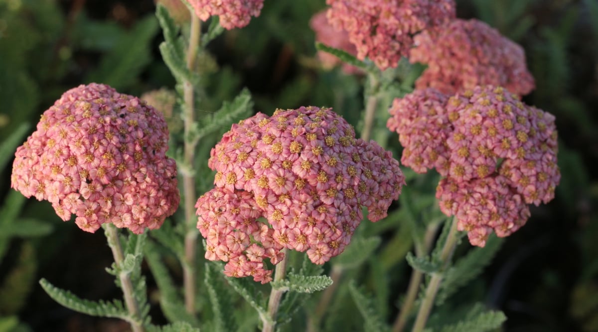 Close up of an Achillea millefolium, flower clusters with peach colored petals with yellow centers