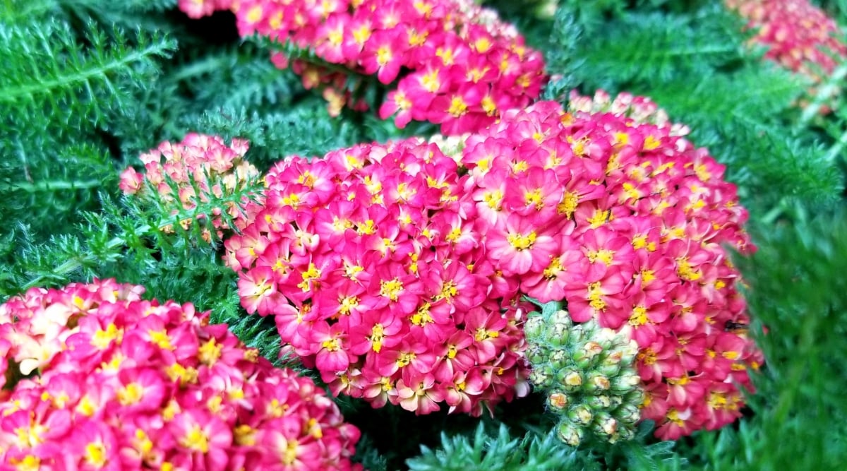 A cluster of Yarrow with rich, deep red or burgundy-colored flower clusters. The numerous small individual flowers are densely packed together, creating a stunning display. The fern-like foliage in soft gray-green adds an elegant touch.