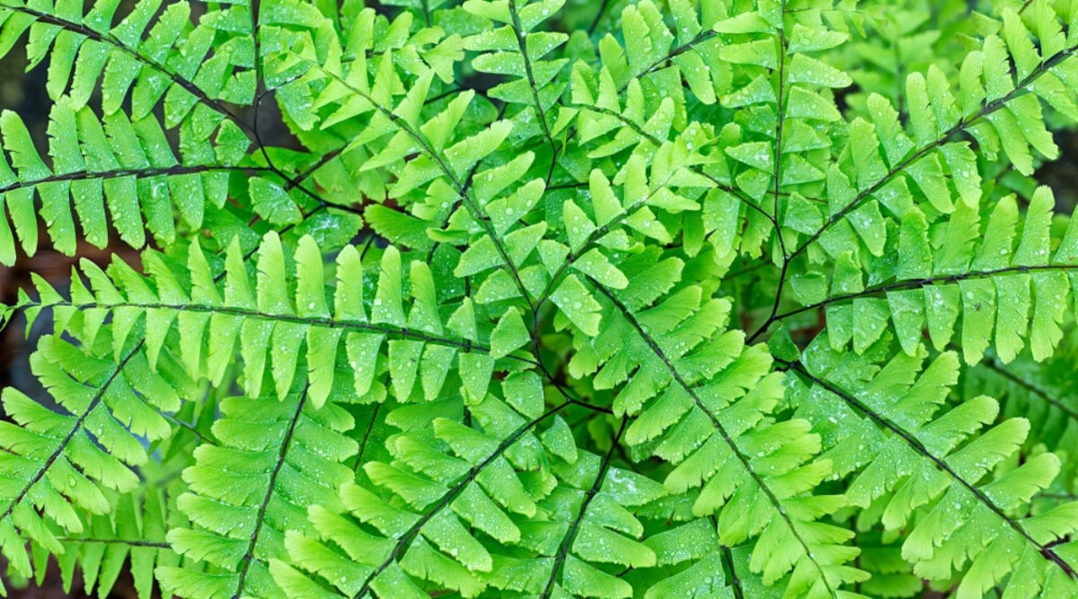 Adiantum pedatum, commonly known as the maidenhair fern, is a delicate and graceful fern species with unique fronds. Top view of long branches that consist of several thin black wiry stems that give rise to delicate fan-shaped leaves. Leaflets are arranged symmetrically along the stem, resembling the shape of a hand or bird feathers. The leaflets are usually bright green in color with a glossy texture. The leaflets of Adiantum pedatum are deeply dissected and finely dissected, giving them a lacy and airy appearance. The leaves are covered with water drops.