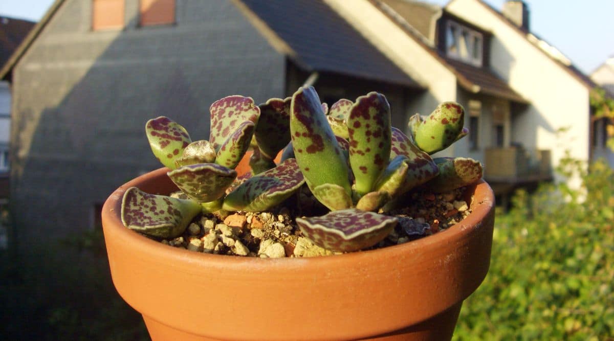 Plover Eggs Plant in Terra Cotta Pot