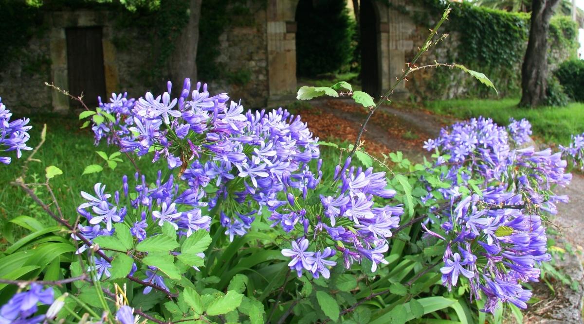 African Lily
