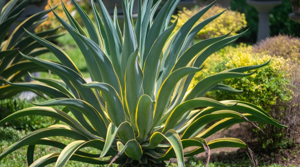 Close-up of Agave americana in a sunny garden. It is a large and striking succulent with a distinctive appearance. Its rosette of rigid, lance-shaped leaves reaches impressive sizes, forming a dramatic and architectural silhouette. These leaves are grayish-green, with yellow stripes along the edges.