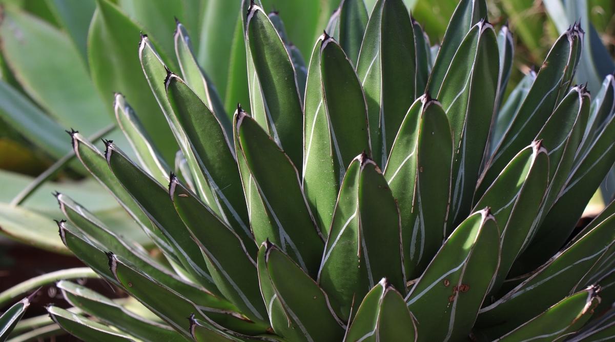 Close up of Agave Plant