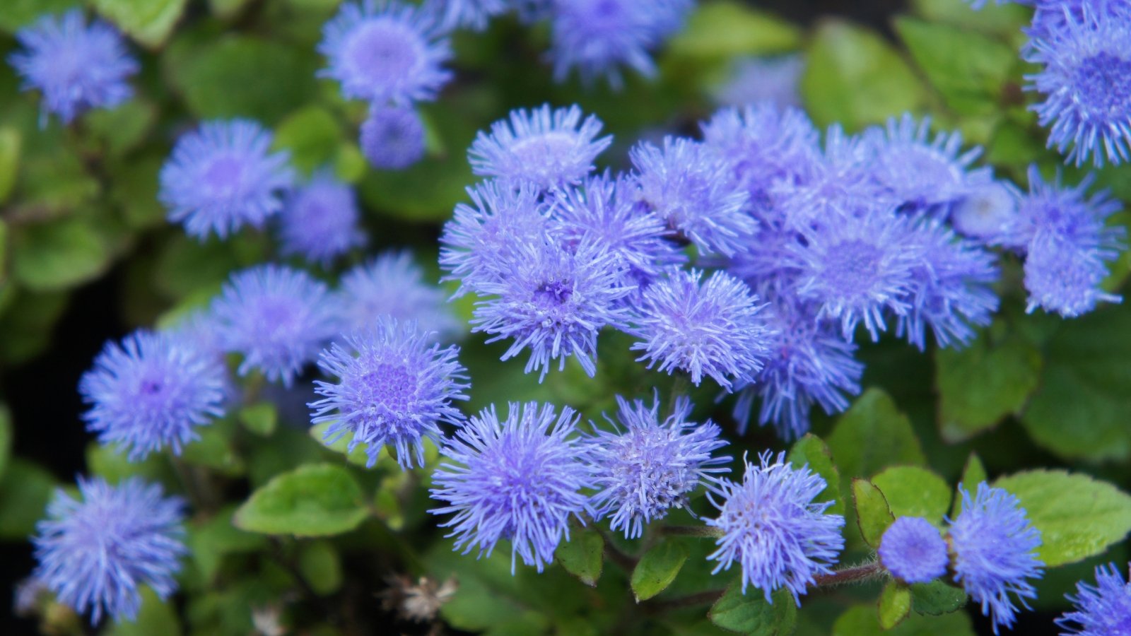 A close-up of blue ageratum flowers contrasted against verdant, delicate leaves, creating a lush, natural composition bursting with color and texture, evoking a sense of tranquility and serenity in nature.