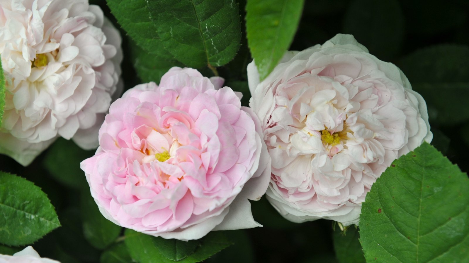 Close-up of blooming roses, which present pale pink, double-layered flowers, accompanied by serrated, dark green leaves.