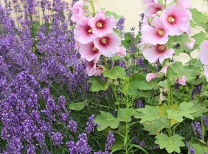 Clusters of fragrant lavender flowers bloom gracefully alongside tall pink hollyhock flowers. The lush green foliage provides a vibrant backdrop, showcasing the delicate petals and adding depth to the garden bed's colors and textures.