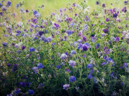 Alfalfa cover crop