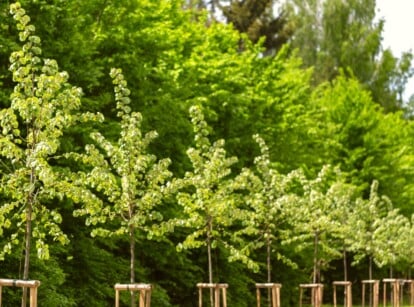 In a city park, a row of young trees stands in neat alignment, each one carefully tied to pegs for support and growth. Towering trees in the background provide a striking contrast.